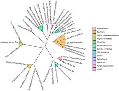 Facultative symbionts are potential agents of symbiont-mediated RNAi in aphids